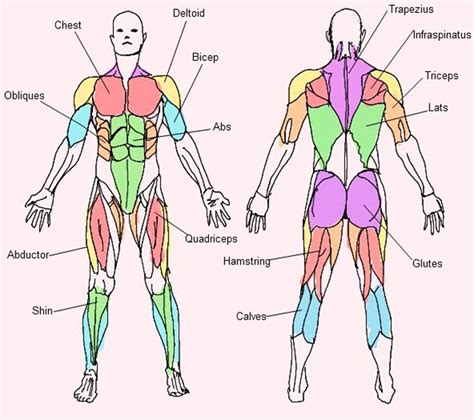 muscular anatomy chart|simple muscular system diagram.